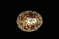 藏品(斗笠螺)的圖片